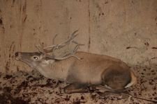 350 KİLOLUK GEYİK İÇİN SEFERBER OLUNDU