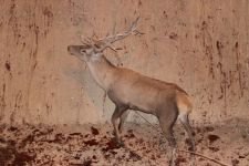 350 KİLOLUK GEYİK İÇİN SEFERBER OLUNDU