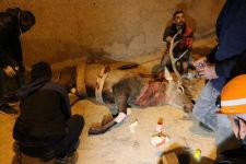 350 KİLOLUK GEYİK İÇİN SEFERBER OLUNDU