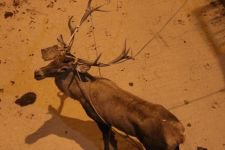 350 KİLOLUK GEYİK İÇİN SEFERBER OLUNDU