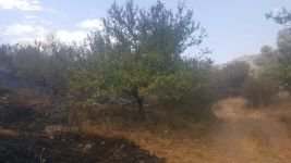 5 DÖNÜM ARAZİ KÜLE DÖNDÜ