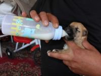 9 KÖPEK YAVRUSUNA SAHİP ÇIKTI