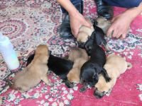 9 KÖPEK YAVRUSUNA SAHİP ÇIKTI