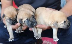 9 KÖPEK YAVRUSUNA SAHİP ÇIKTI