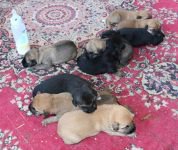 9 KÖPEK YAVRUSUNA SAHİP ÇIKTI