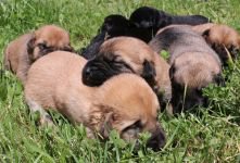 9 KÖPEK YAVRUSUNA SAHİP ÇIKTI