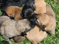 9 KÖPEK YAVRUSUNA SAHİP ÇIKTI