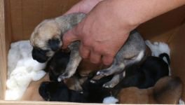 9 KÖPEK YAVRUSUNA SAHİP ÇIKTI