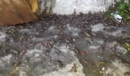 ABANT'I KURBAĞALAR BASTI