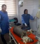 ARACIN ÇARPTIĞI KARACA TELEF OLDU