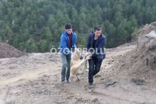 ARALARINDA PİTBULL BİLE VAR...