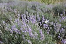 AROMATİK BİTKİLER BOLU'DA AÇTI