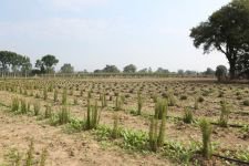 AROMATİK BİTKİLER BOLU'DA AÇTI