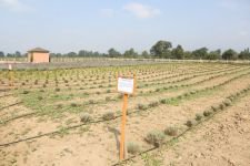 AROMATİK BİTKİLER BOLU'DA AÇTI