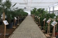 BELEDİYENİN SERASI BÜYÜK İLGİ GÖRÜYOR