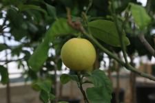 BELEDİYENİN SERASI BÜYÜK İLGİ GÖRÜYOR