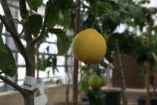 BELEDİYENİN SERASI BÜYÜK İLGİ GÖRÜYOR