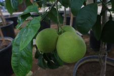 BELEDİYENİN SERASI BÜYÜK İLGİ GÖRÜYOR