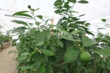 BELEDİYENİN SERASI BÜYÜK İLGİ GÖRÜYOR