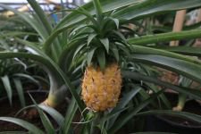 BELEDİYENİN SERASI BÜYÜK İLGİ GÖRÜYOR