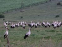 BOLU’DA MOLA VERDİLER