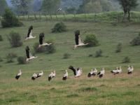 BOLU’DA MOLA VERDİLER