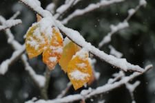 BOLU'NUN DÖRT BİR YANI BEMBEYAZ