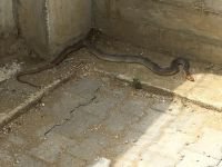 BOLU’YU YILANLAR SARDI