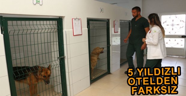 HAYVAN DOSTU BOLU BELEDİYESİ...