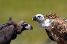 DÜNYA'NIN HER YERİNDEN ZİYARETÇİSİ VAR