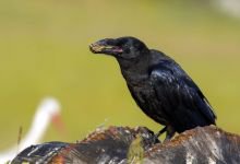 DÜNYA'NIN HER YERİNDEN ZİYARETÇİSİ VAR