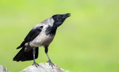 DÜNYA'NIN HER YERİNDEN ZİYARETÇİSİ VAR