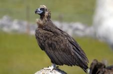 DÜNYA'NIN HER YERİNDEN ZİYARETÇİSİ VAR