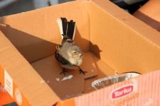 EN YAKIN ARKADAŞI YARALI KUŞU OLDU