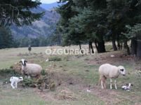 EV ALEV ALEV YANDI, HAYVANLAR SON ANDA KURTARILDI