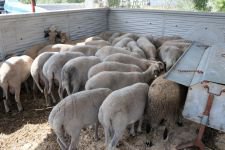 HAYVAN PAZARINDA SAHTE PARA DENETİMİ