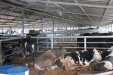 HAYVAN PAZARINDA SAHTE PARA DENETİMİ