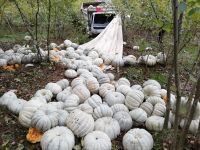 KABAK YÜKLÜ KAMYON TIRLA ÇARPIŞTI