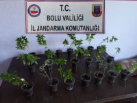 KAÇAK İÇKİ VE KENEVİR YAKALANDI