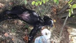 KÖPEKLERİ ÖLDÜREN CANİYLE İLGİLİ KARAR VERİLDİ