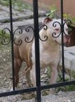 MAHALLEDE PİTBULL DEHŞETİ
