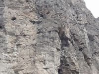 MAHSUR KALAN KEÇİLERİ KURTARDILAR