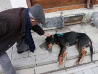 ORMANA GİDEN KÖPEKLER SALDIRYA UĞRADI