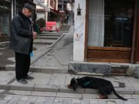 ORMANA GİDEN KÖPEKLER SALDIRYA UĞRADI