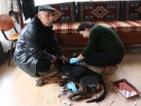 ORMANA GİDEN KÖPEKLER SALDIRYA UĞRADI