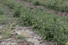 SEBEN'DE SEL FELAKETİ