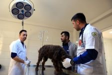 SOKAĞA ATILAN KÖPEĞİ SAHİPLENDİ