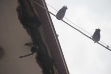 KURTULDU DERKEN YEM OLDU