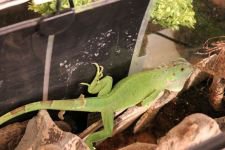 VAHŞİ HAYVANLARI OFİSİNDE BESLİYOR