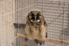 VAHŞİ HAYVANLARI OFİSİNDE BESLİYOR